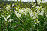 Dendrobium farm