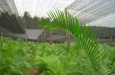 Areca farm