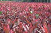 Cordyline Farm