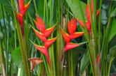 Heliconia farm